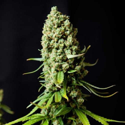 Buy Super Skunk - Weed(Cannabis) seeds online【NeuroSeeds】Best Prise!